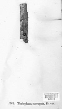 Boreostereum radiatum image